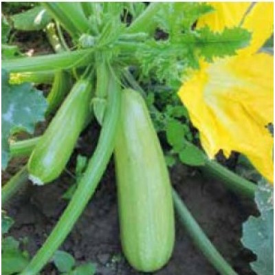 Каба F1 - семена кабачка, 1000 сем., Libra Seeds